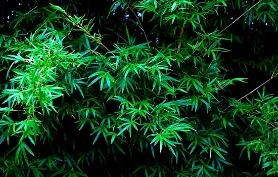 How Does Bamboo Leaf Extract Support Skin Health and Vitality?